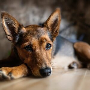 Fra skål til mave: Optimal ernæring til hunde med følsom fordøjelse